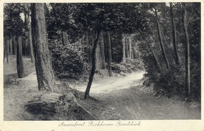 13150 Gezicht op een pad met naaldbomen in het bos van Birkhoven te Amersfoort.